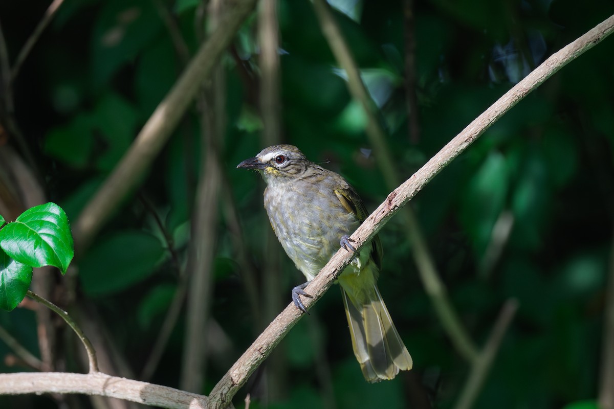 White-browed Bulbul - ML642904120