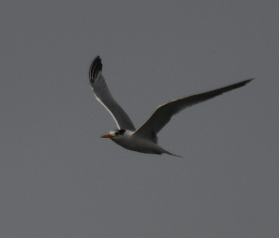 Lesser Crested Tern - ML642904127
