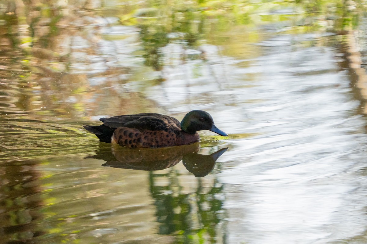 Chestnut Teal - ML642904129
