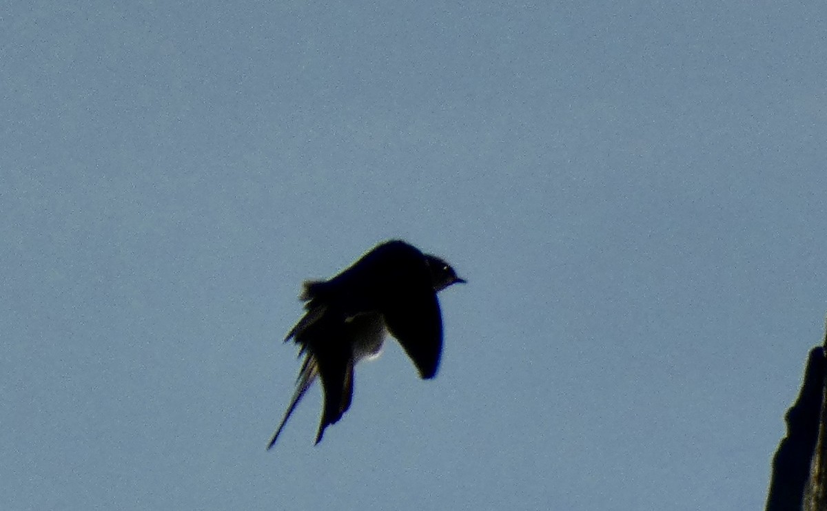 Northern Rough-winged Swallow - ML642904130