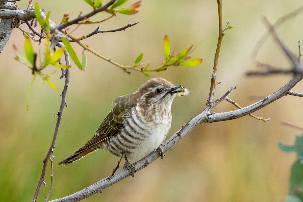 Horsfield's Bronze-Cuckoo - ML642904154