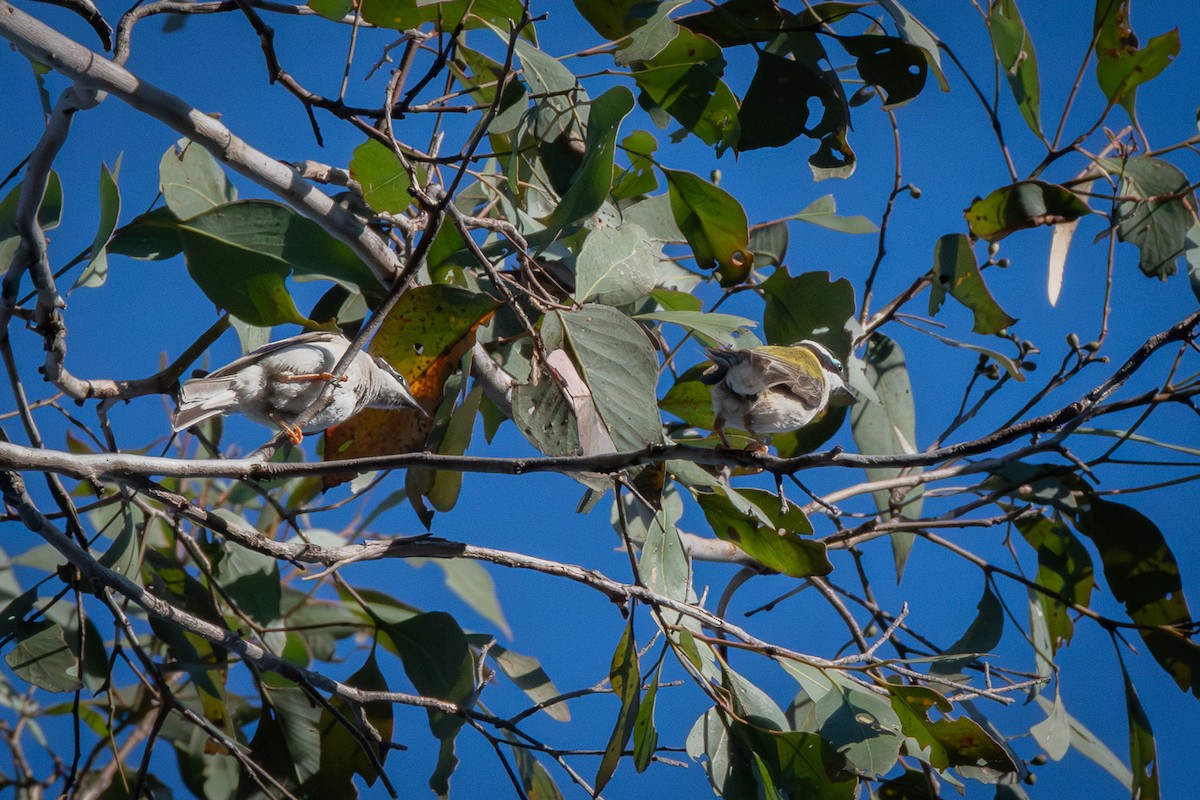 Black-chinned Honeyeater - ML642904155