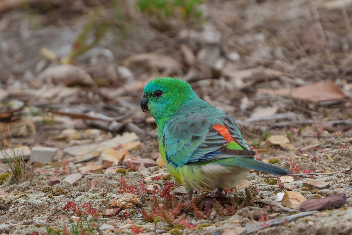 Red-rumped Parrot - ML642904157