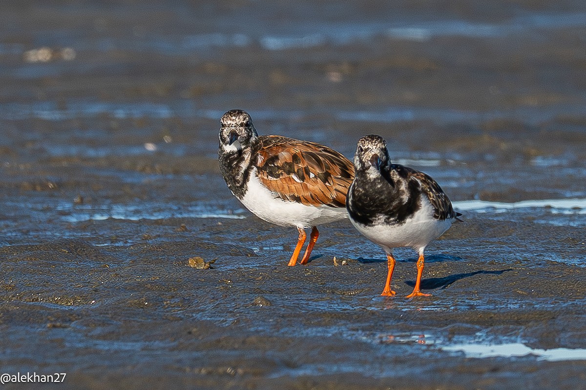 Ruddy Turnstone - ML642904160