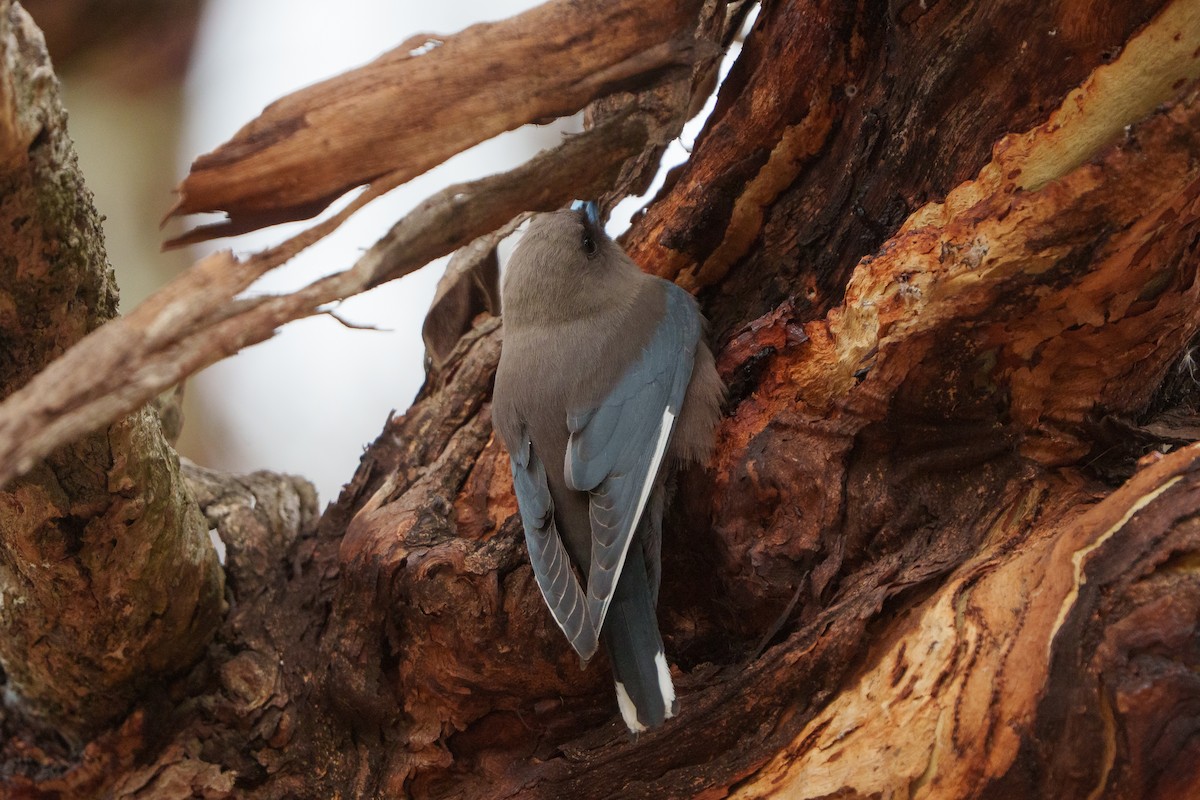 Dusky Woodswallow - ML642904161