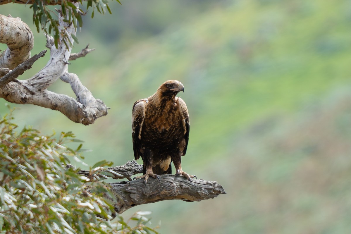 Wedge-tailed Eagle - ML642904174