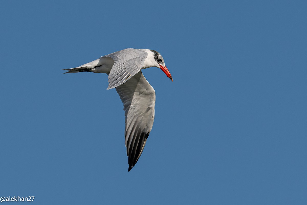 Caspian Tern - ML642904175
