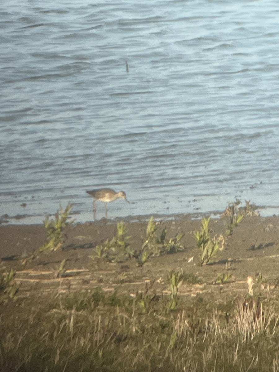 Wood Sandpiper - Steve Patmore