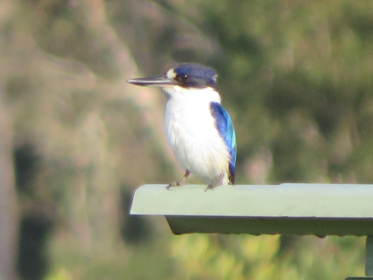 Forest Kingfisher - ML642904198