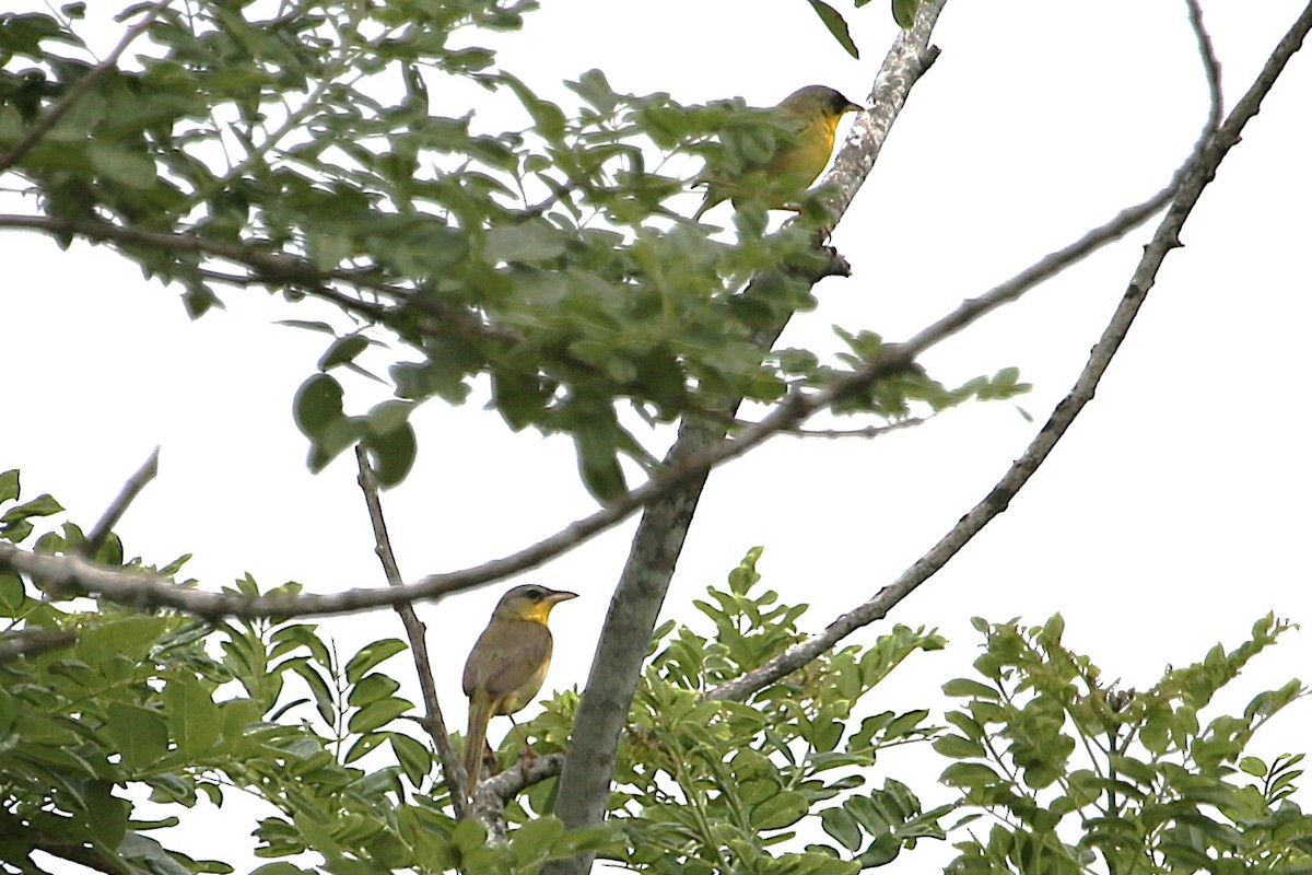 Gray-crowned Yellowthroat - ML642904199
