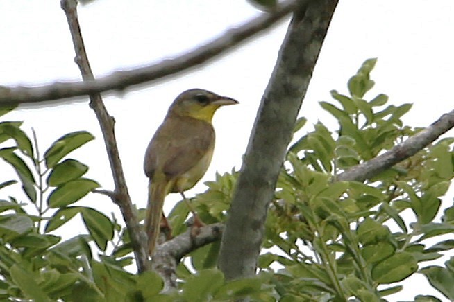 Gray-crowned Yellowthroat - ML642904200