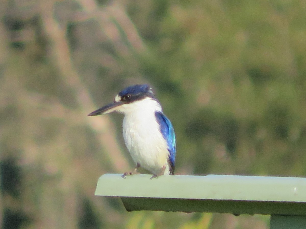Forest Kingfisher - ML642904202