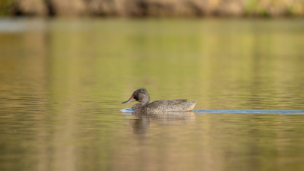Freckled Duck - ML642904206