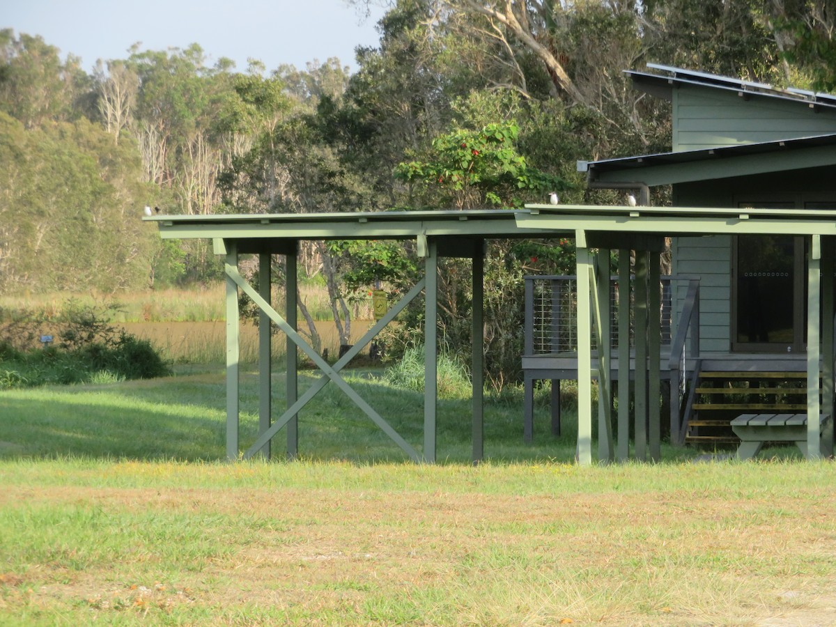 Forest Kingfisher - ML642904207