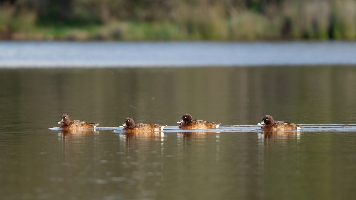 Hardhead - ML642904208