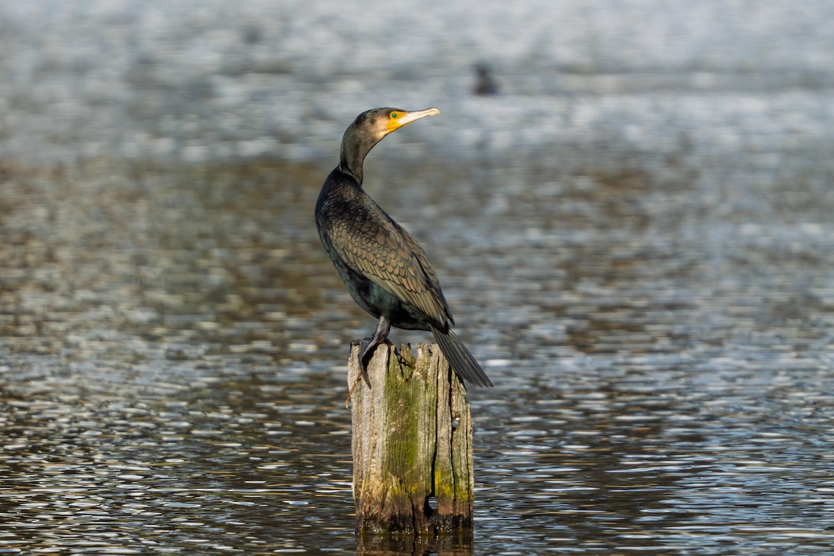 Тураг гогой - ML642904211