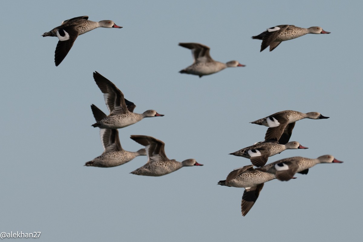 Canard du Cap - ML642904214