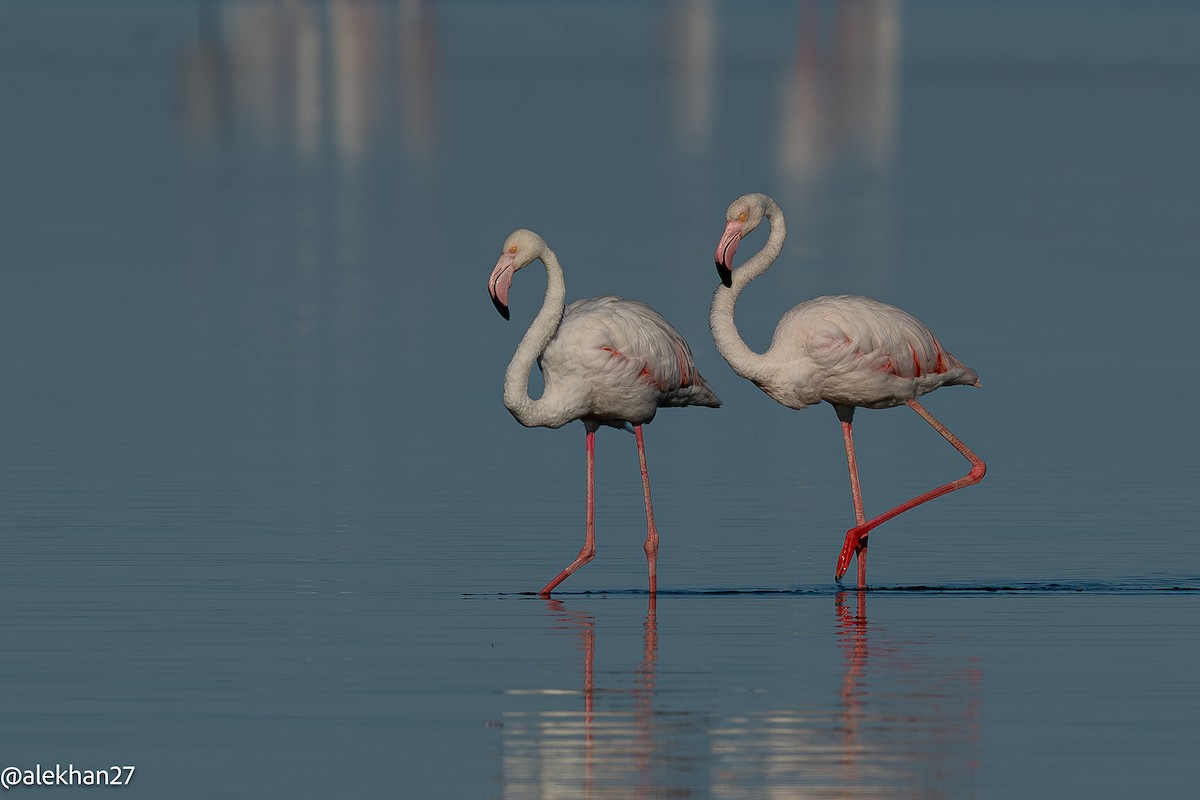 Greater Flamingo - ML642904226