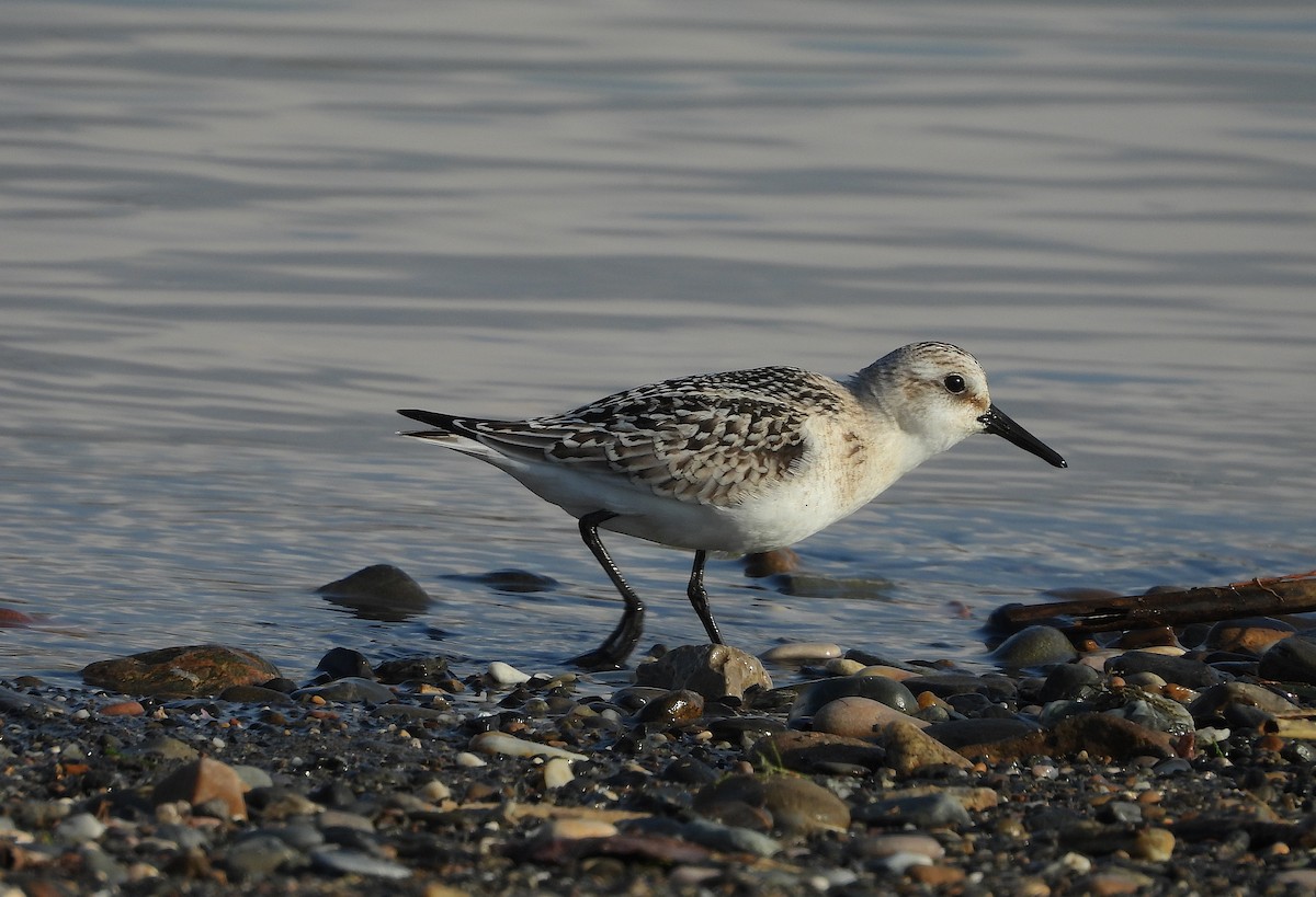 Sanderling - ML642904227