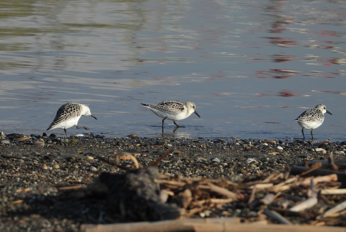 Sanderling - ML642904228