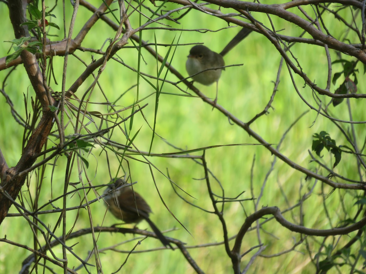 Red-backed Fairywren - ML642904233
