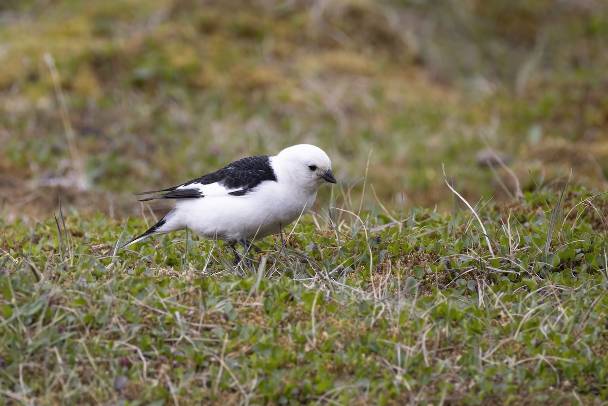 Snow Bunting - ML642904247