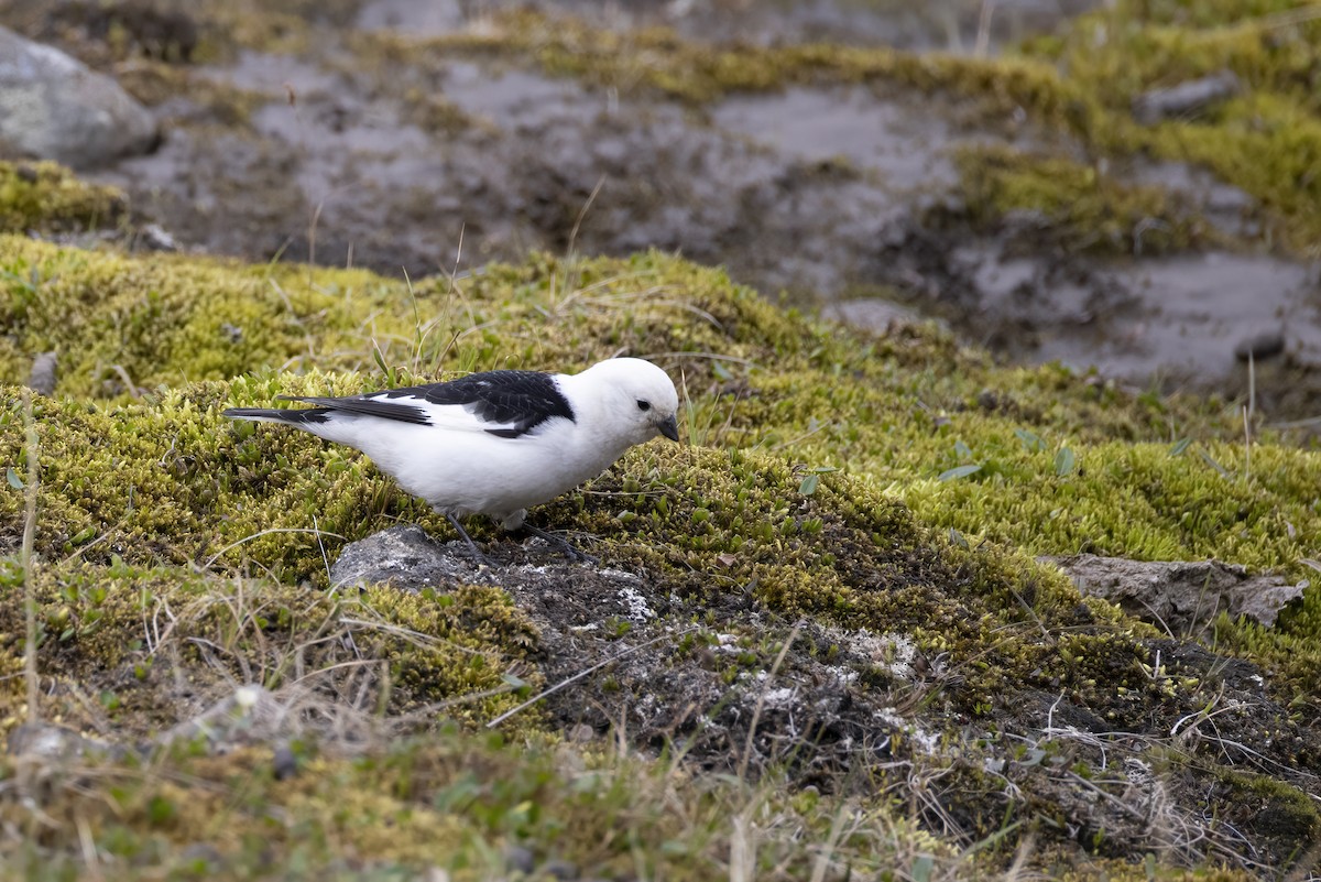 Snow Bunting - ML642904260