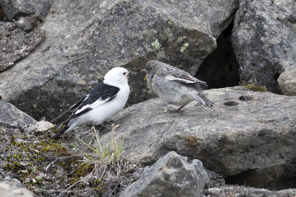 Snow Bunting - ML642904263