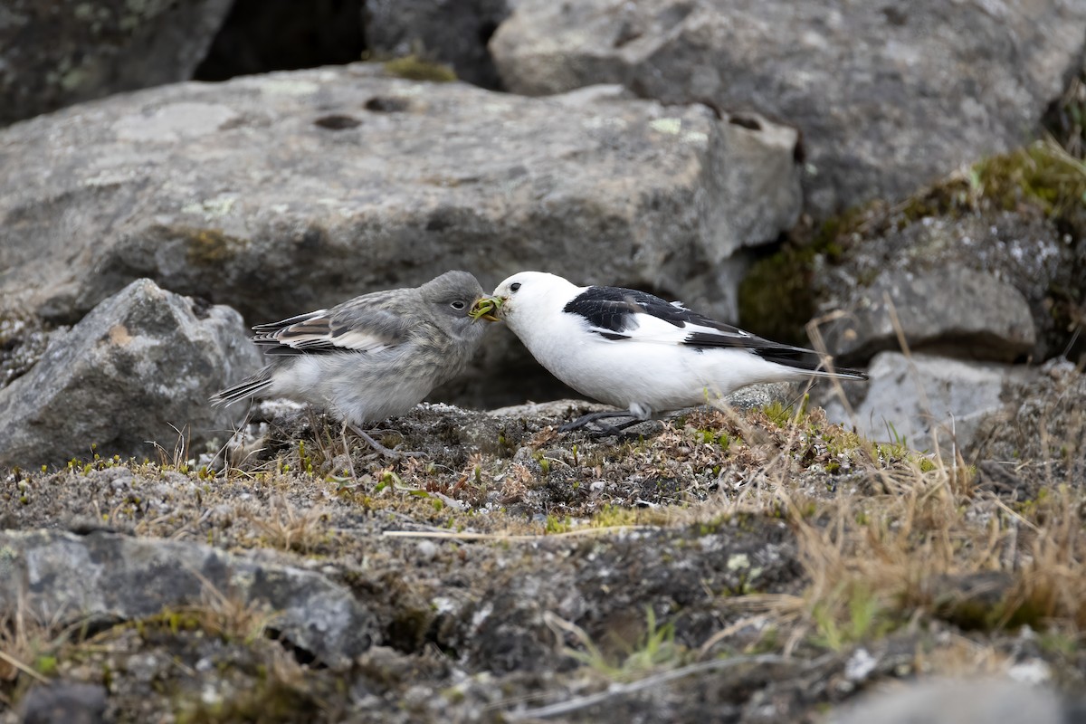 Snow Bunting - ML642904264