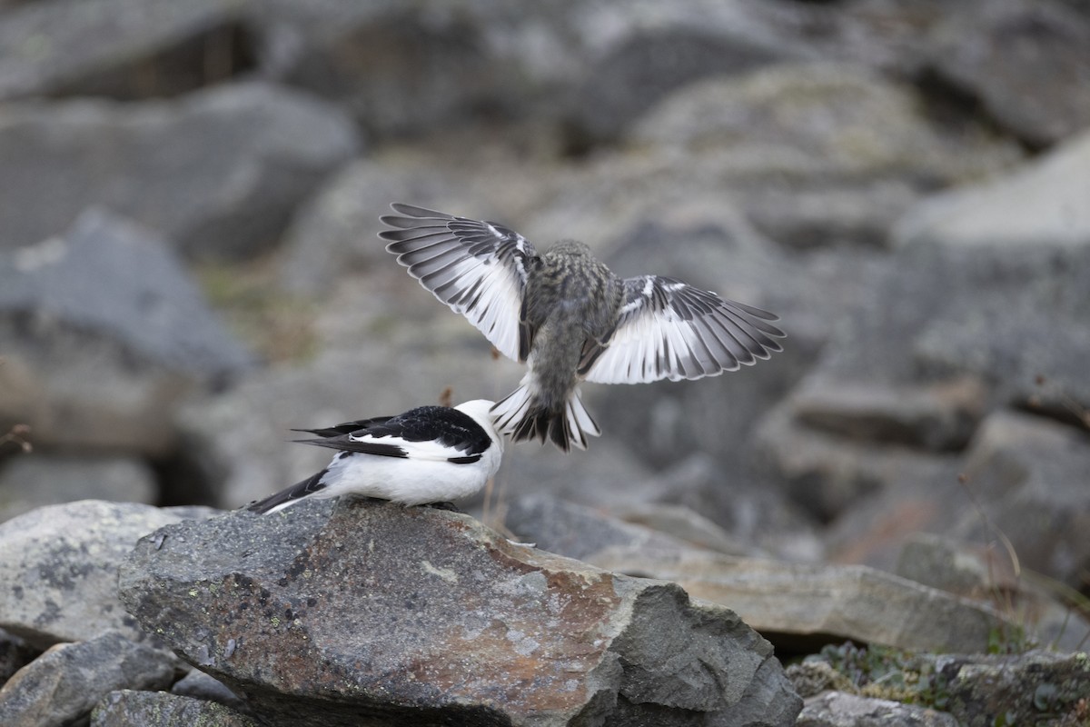Snow Bunting - ML642904265