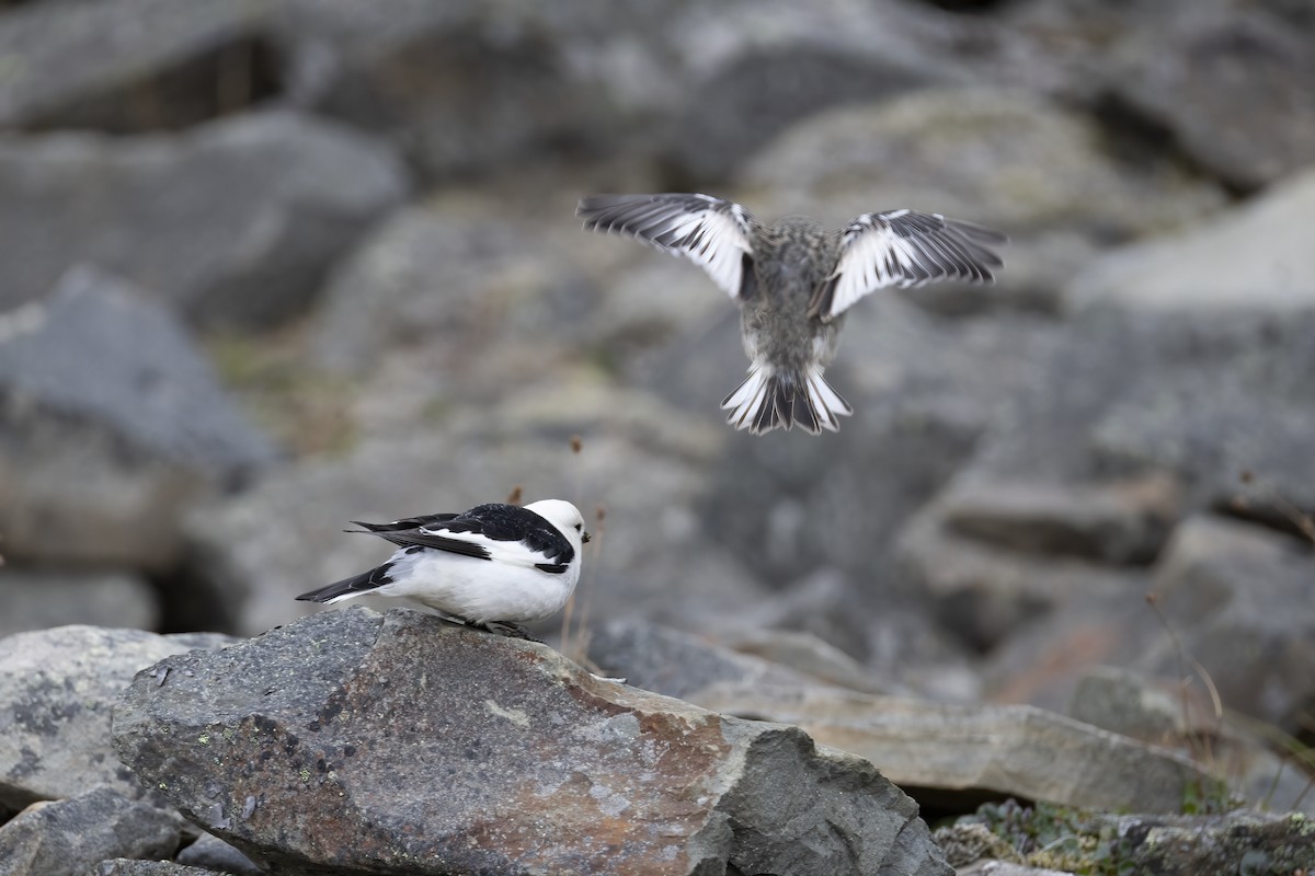 Snow Bunting - ML642904266
