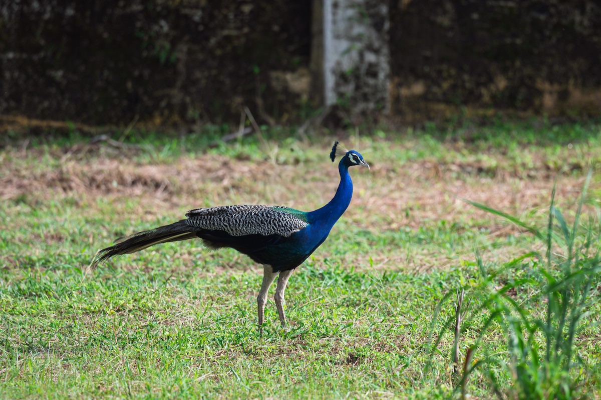 Indian Peafowl - ML642904271