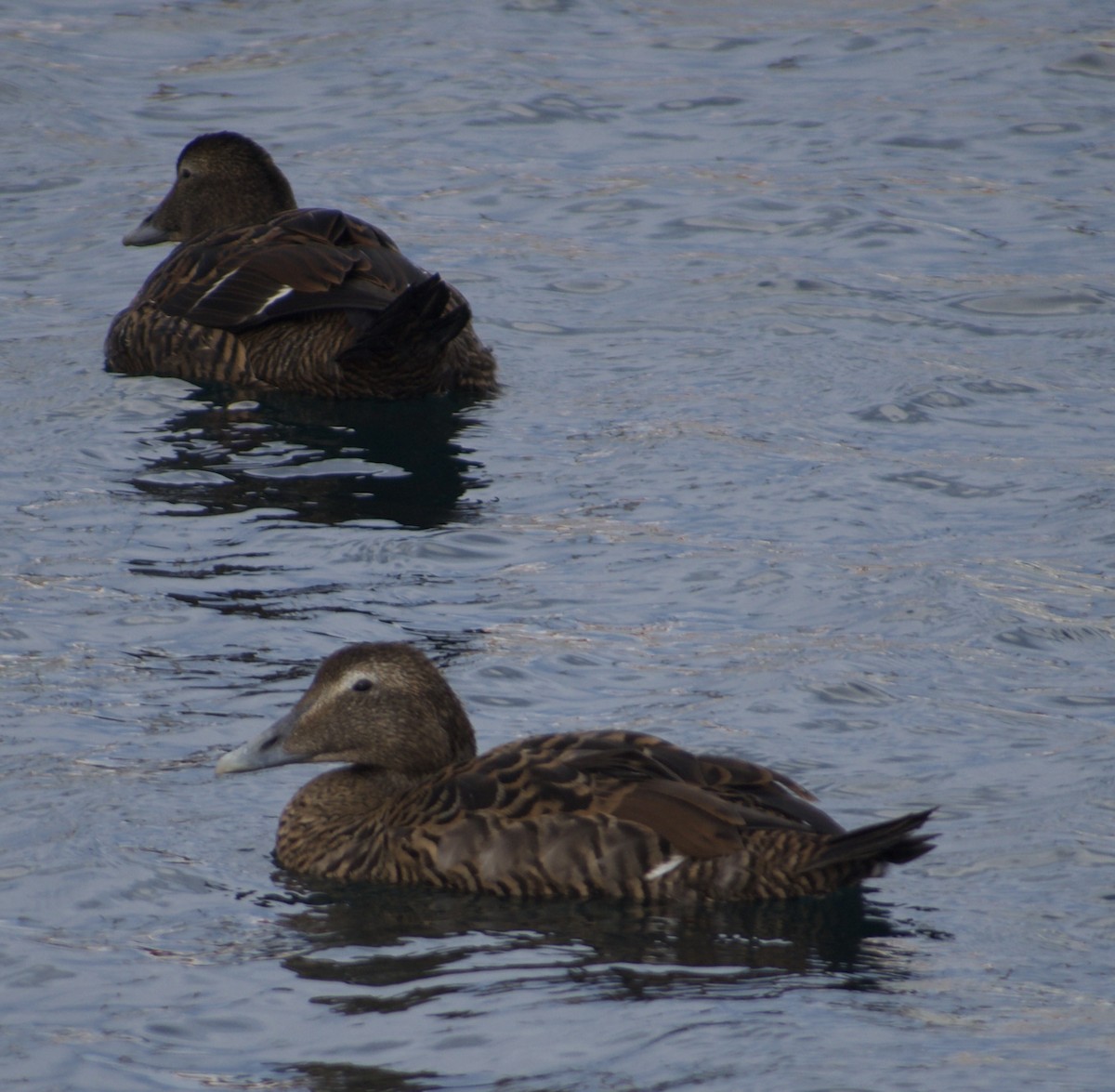 Common Eider - ML642904291