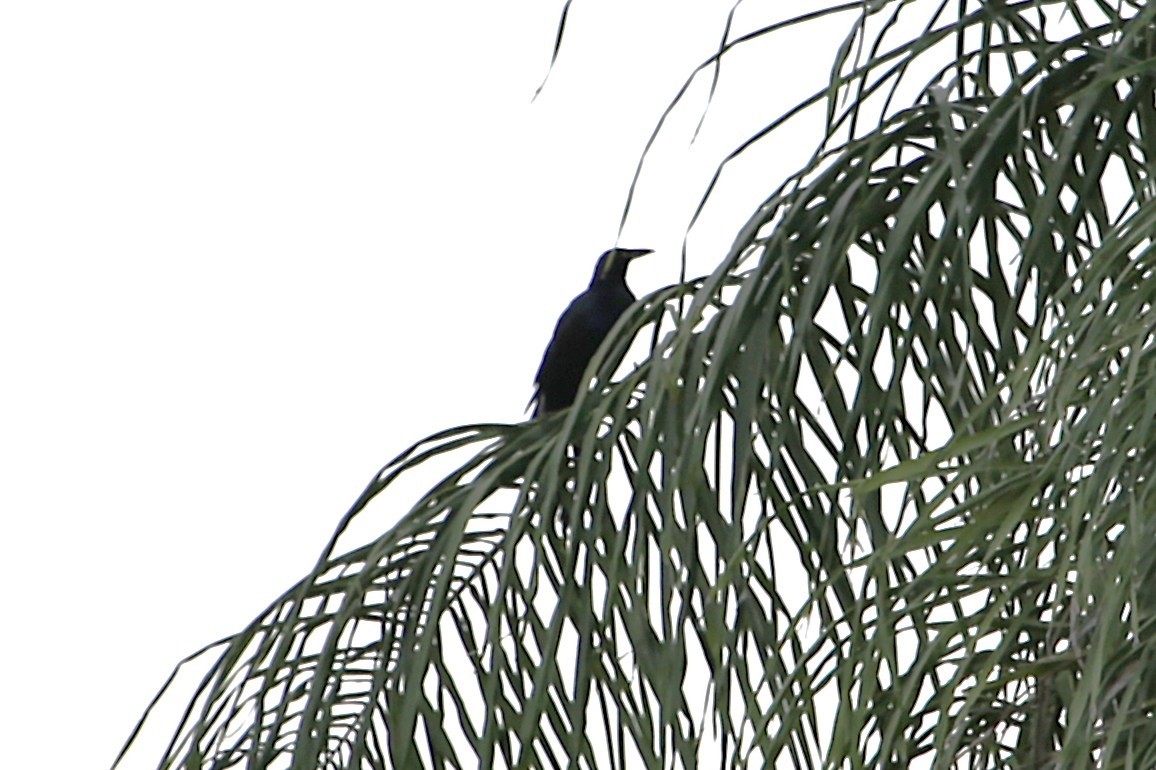 Great-tailed Grackle - ML642904292