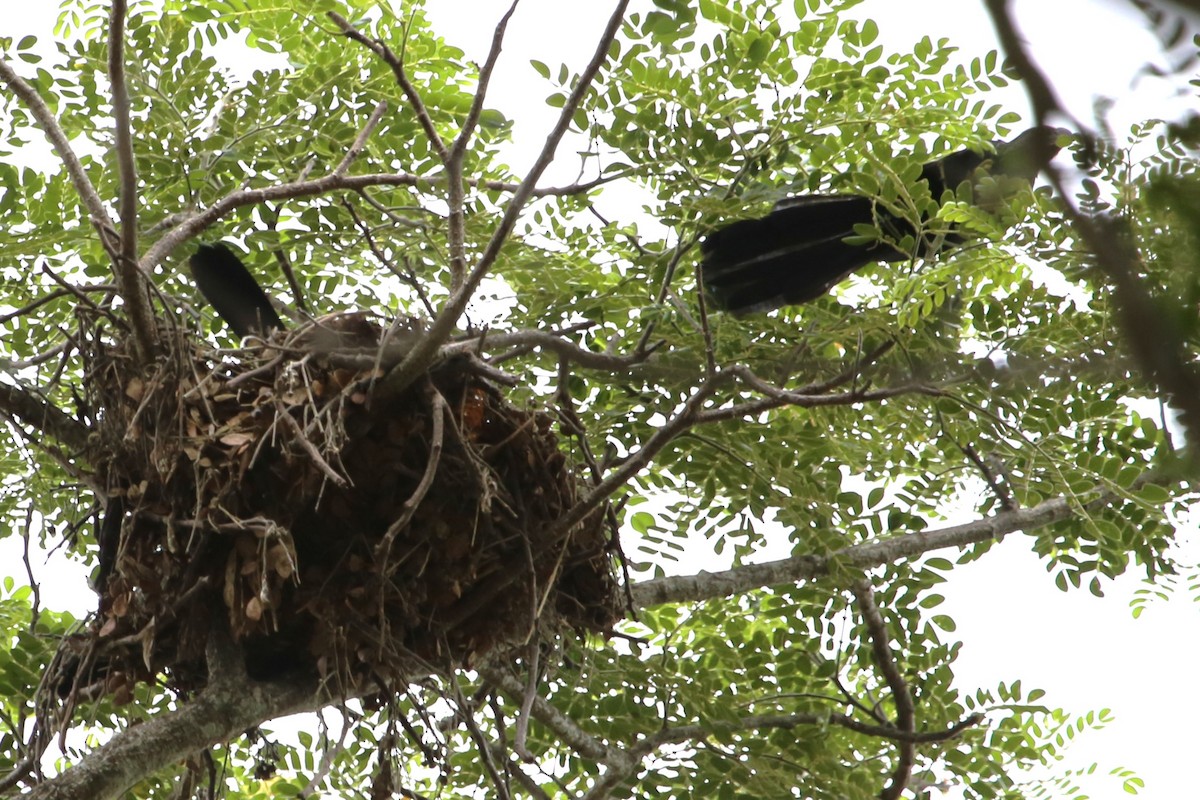 Great-tailed Grackle - ML642904293