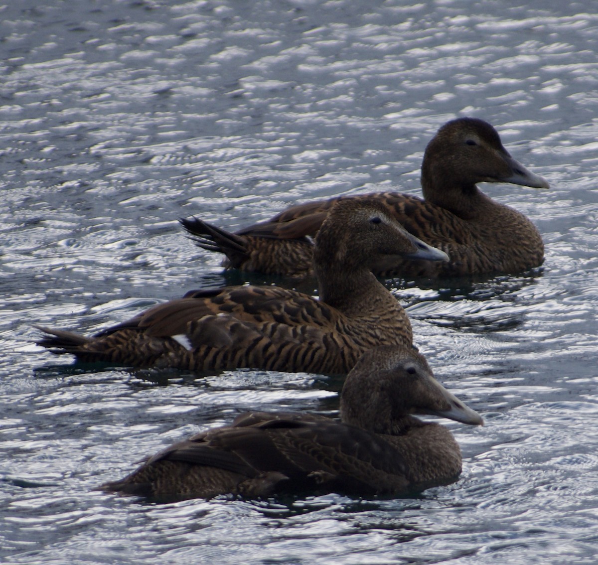 Common Eider - ML642904294