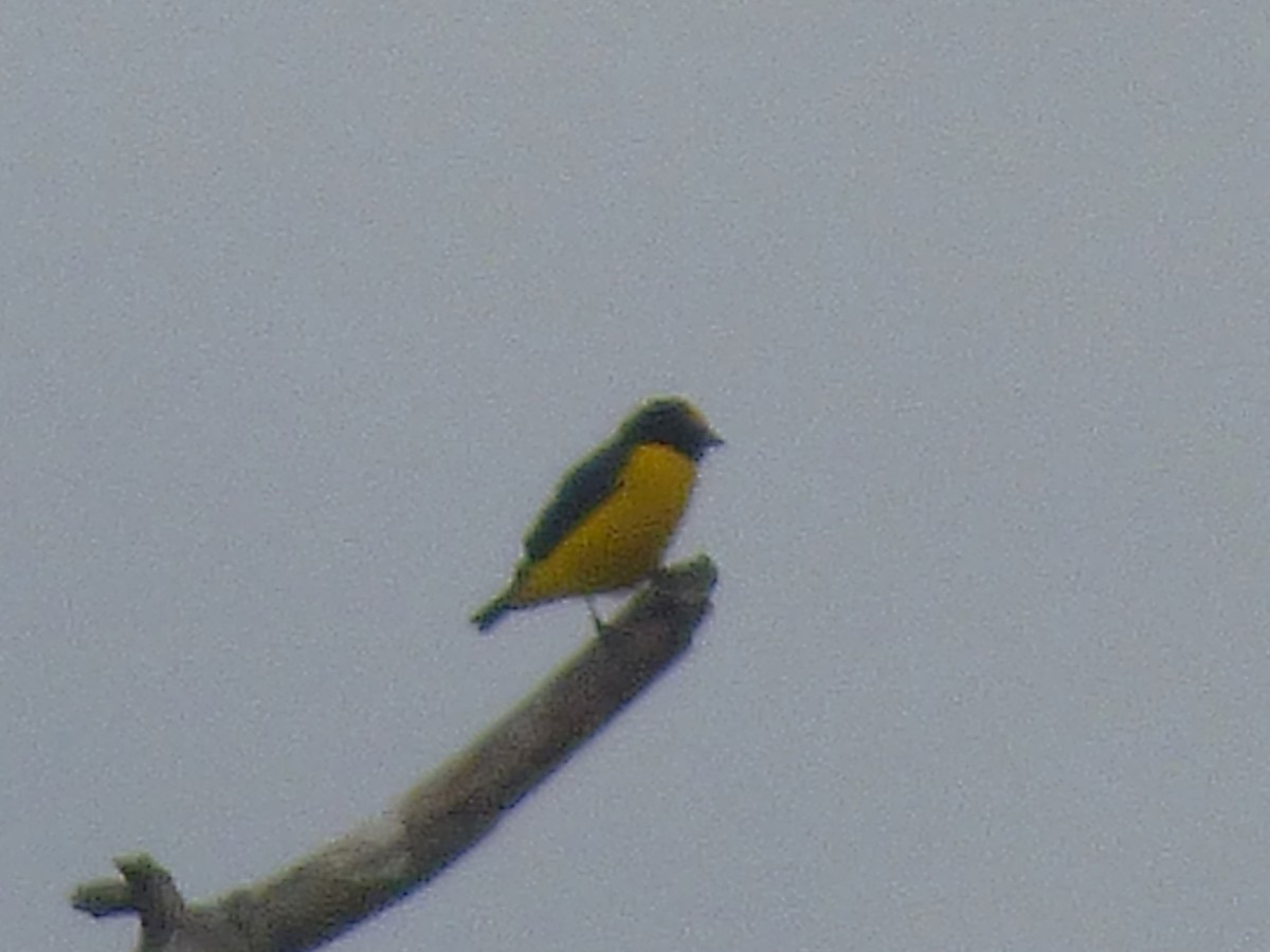 Scrub Euphonia - ML642904298