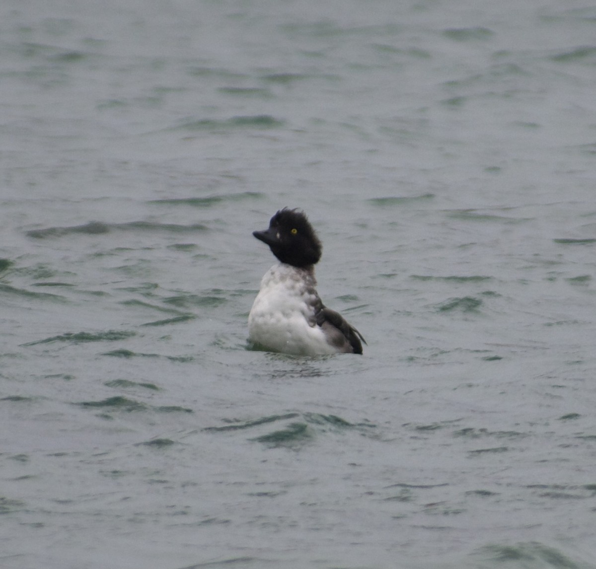 Barrow's Goldeneye - ML642904308