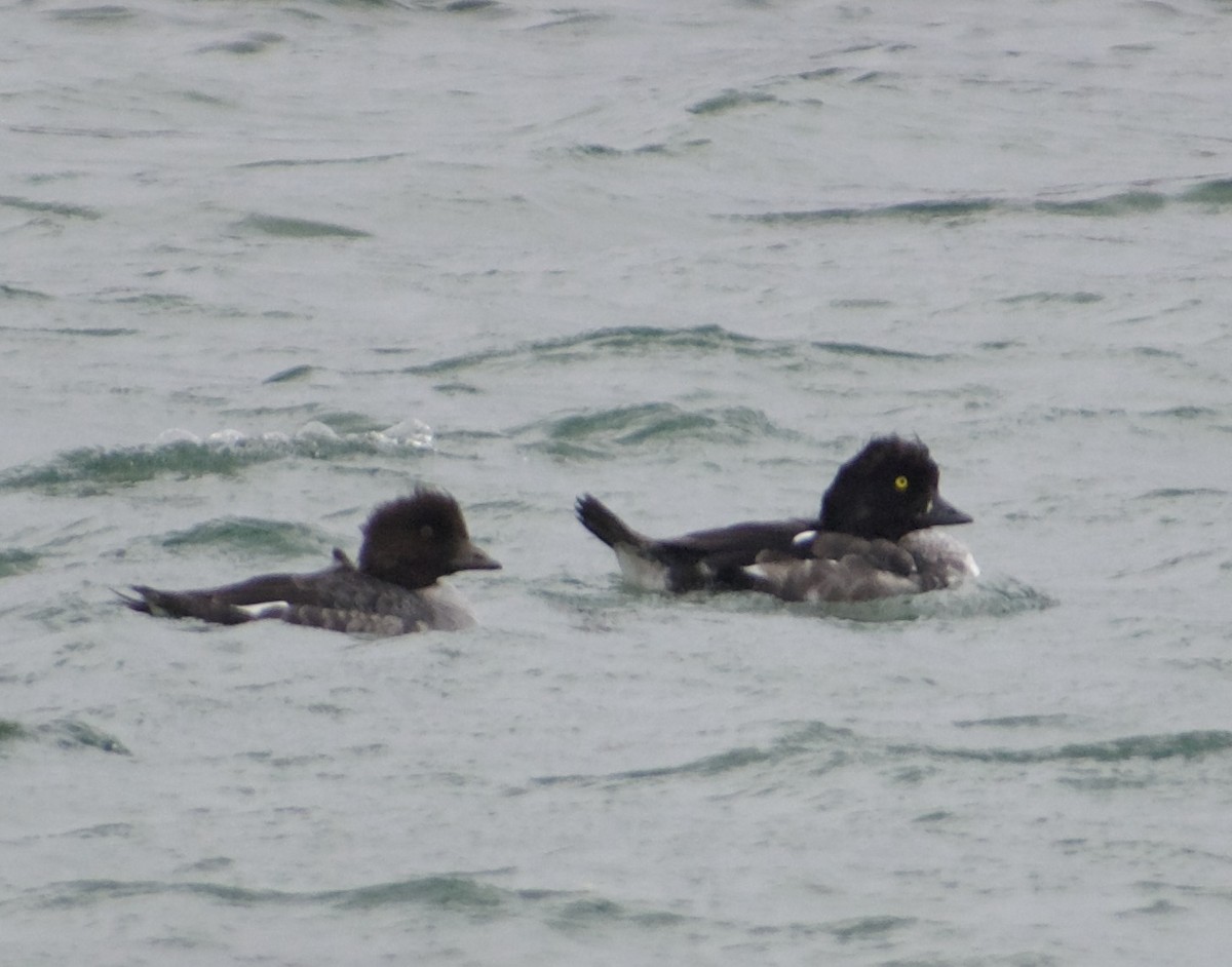 Barrow's Goldeneye - ML642904309