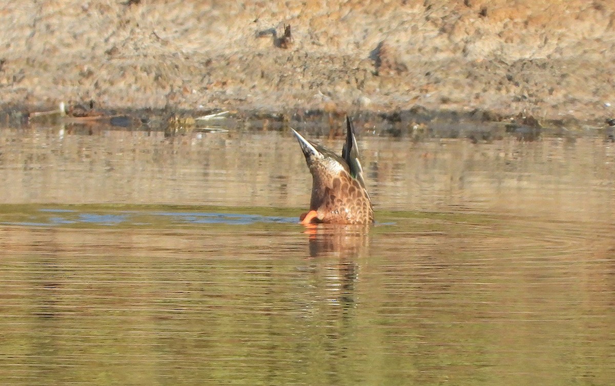 Northern Shoveler - ML642904312
