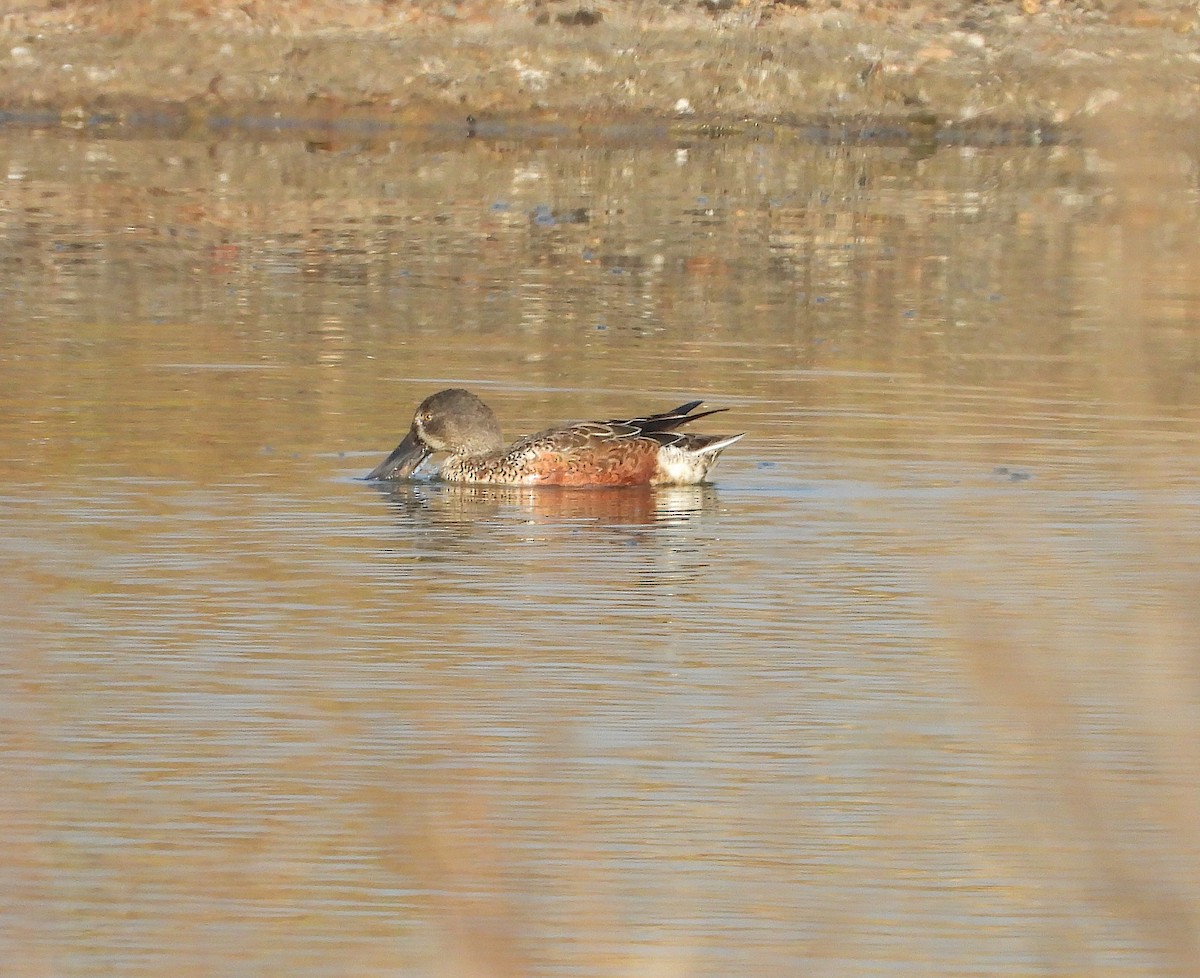 Northern Shoveler - ML642904313