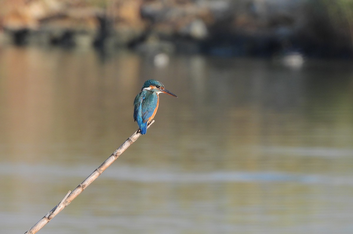 Common Kingfisher - ML642904325