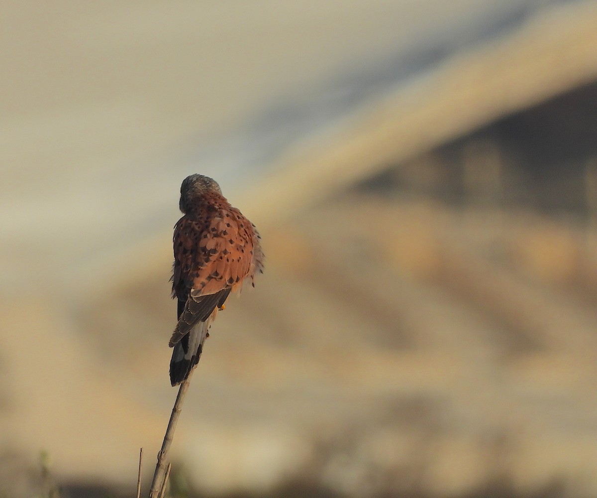 Eurasian Kestrel - ML642904333