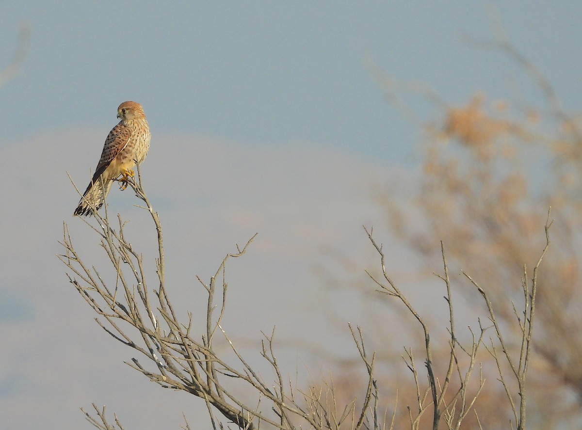 Eurasian Kestrel - ML642904334