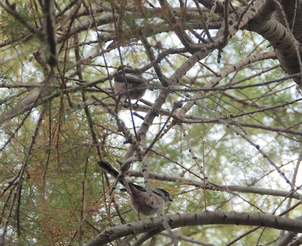 Long-tailed Tit - ML642904342