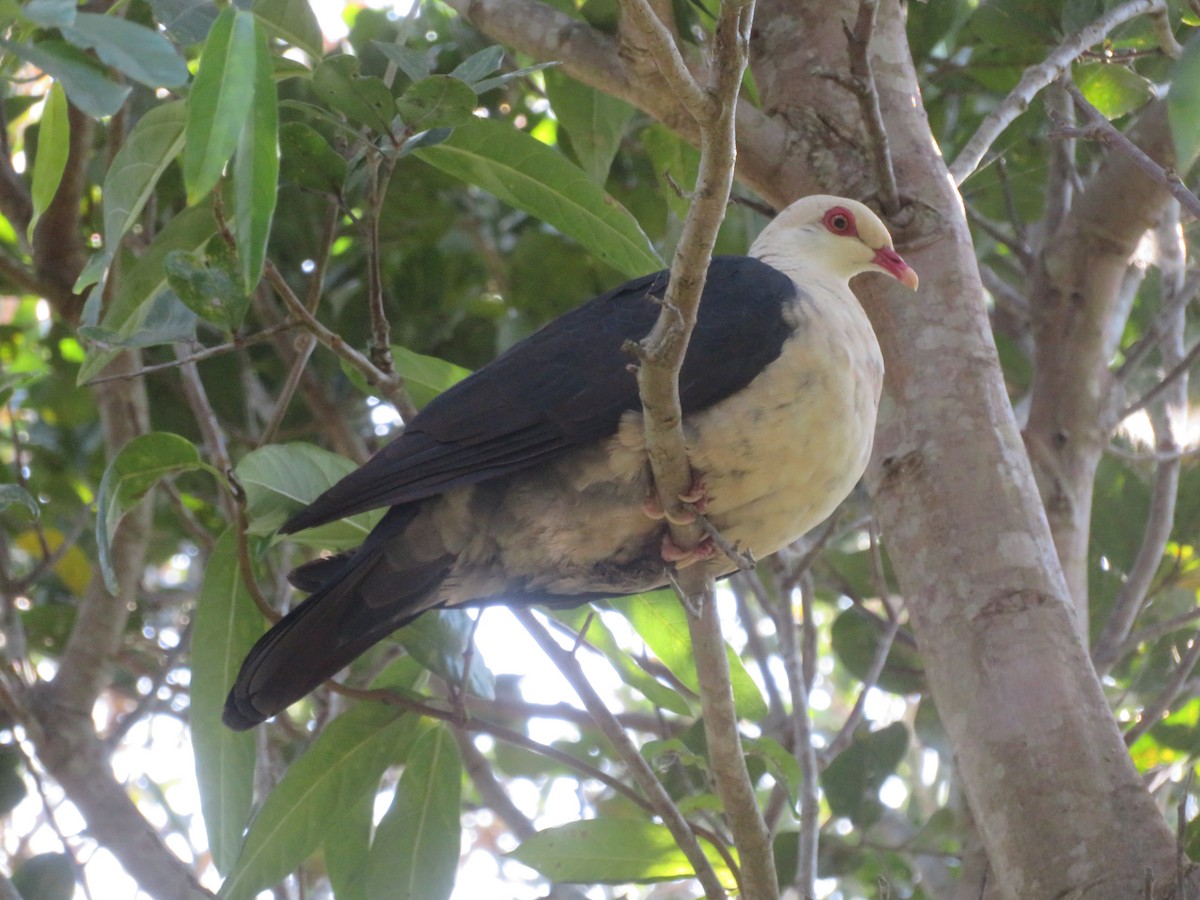White-headed Pigeon - ML642904344