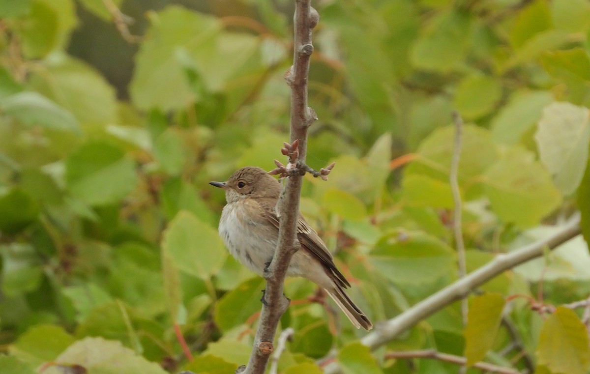 Spotted Flycatcher - ML642904346