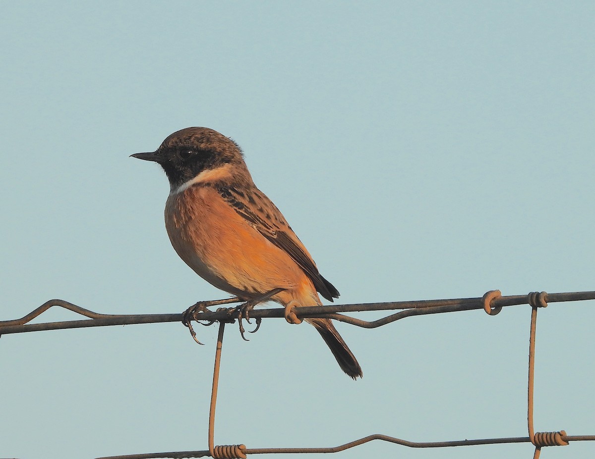 European Stonechat - ML642904357