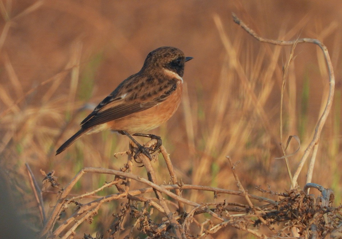 European Stonechat - ML642904358