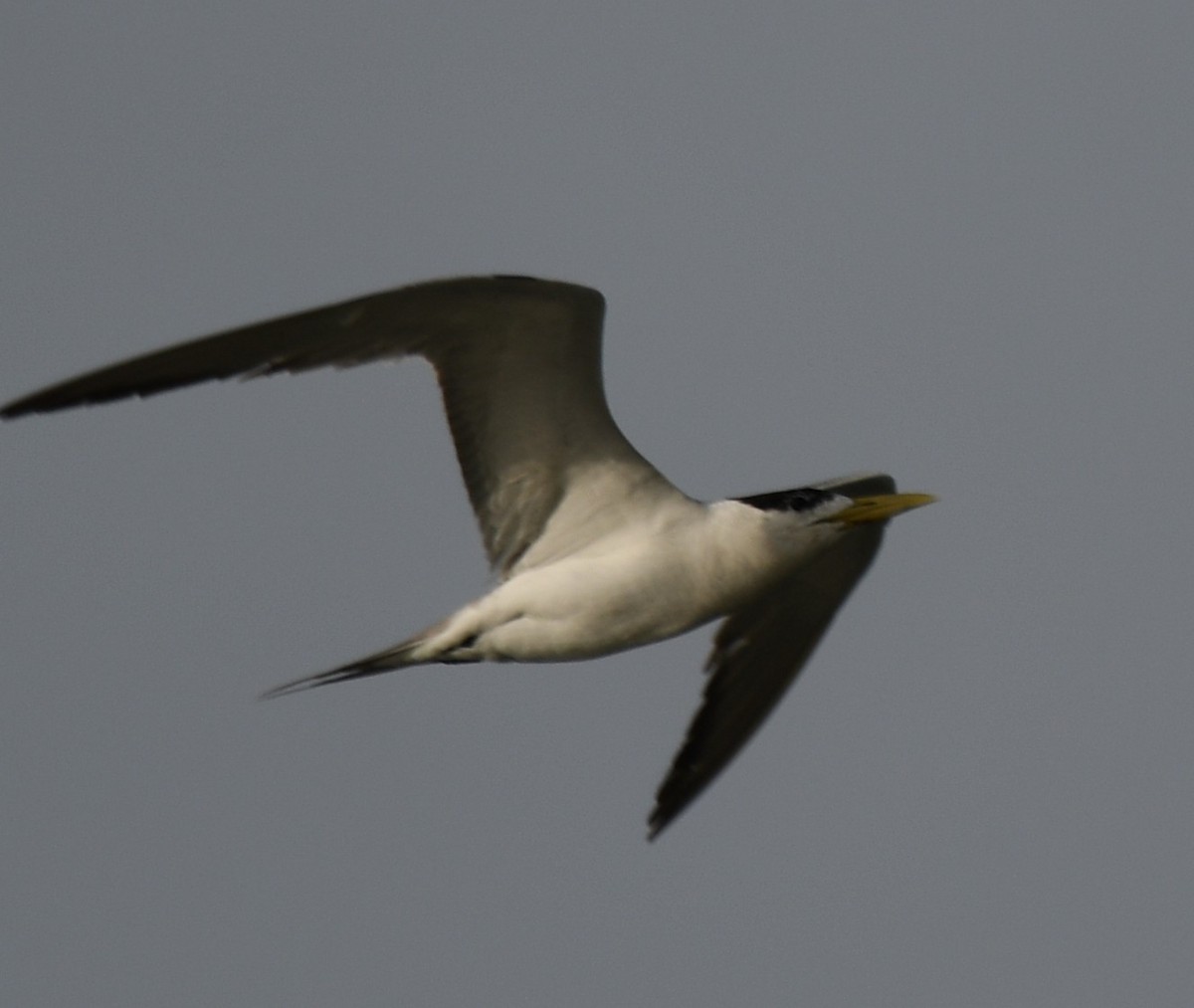 Great Crested Tern - ML642904363